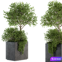 Outdoor Plants in Concrete Plant Box - Set 93