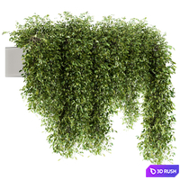 Indoor Plant Set 98 - Hanging Plants