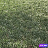 Grass for landscape 11