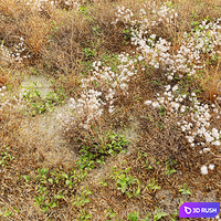 Dry meadow