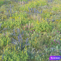 Blooming meadow grass 2