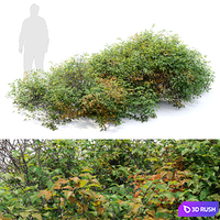 Bush 022