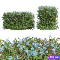 New Plant Ceratostigma Plumbaginoides Bleiwurz Box
