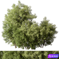 Mixed Plant Bush Set 105