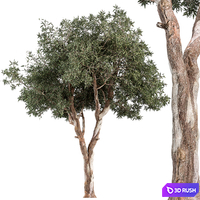 RedGum Tree - Tree Set 175