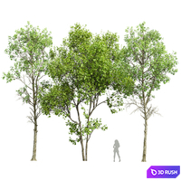 Fagus Sylvatica and Saccharinum-spring trees