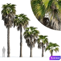 Washingtonia robusta palm (Washingtonia robusta palm)