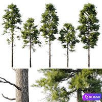 Pine 18m and 12m