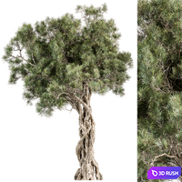 Tree Olive - Set 193