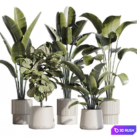 Indoor plant set 75