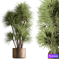 Indoor Plant 609 - Yuka Plants
