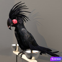 Black Cockatoo. Probosciger aterrimus