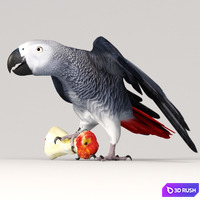 Parrot Jaco