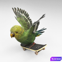 Parrot