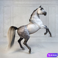 Andalusian Stallion. The Spanish horse.