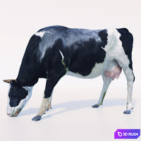 Cow
