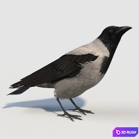 Hooded Crow (bird)