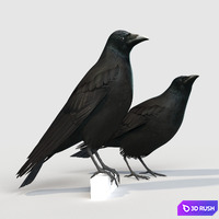 Carrion Crow (bird)