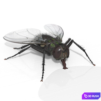 The Fly