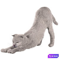 Cat Martin