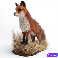 A Fox