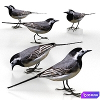 White Wagtail (bird)