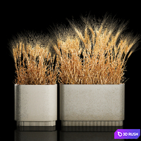 Bushes of spikelets of dry wheat in flowerpots dried flowers, eco style. Plant collection 1204