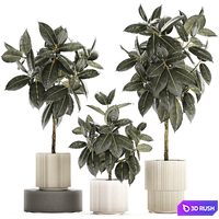 Beautiful tree in a pot Ficus rubbery, elastica, Ficus Abidjan, Ficus Robusta. Plant collection 1243