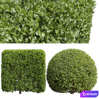 Ligustrum Quihoui Privet and Ficus Concinna Bonsai Pruned
