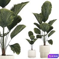 Beautiful shrub small Likuala palm tree in a white flower pot. Plant collection 1270