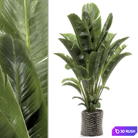 Banana plant 012