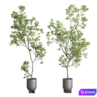 Indoor plant set 397 pot tree in a concrete dirt vase