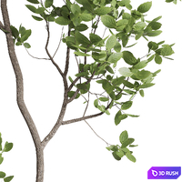 thumb image