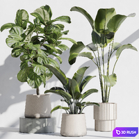 Indoor plant set 67