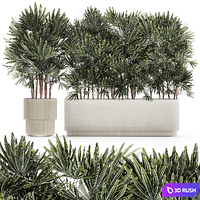A collection of lush bushes of thickets of plants in modern white pots with palm Rhapis. Set 1356.