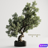 Household olive plant 03