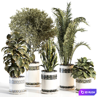 Indoor plant 02