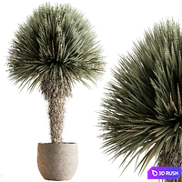 Outdoor Plants 577 - Yuka Tree