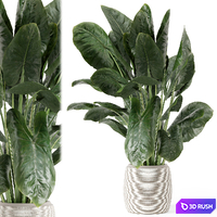 Indoor Plants in Handmade Stone Pot - Set 1797