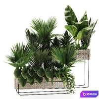 Indoor plants in box set-70