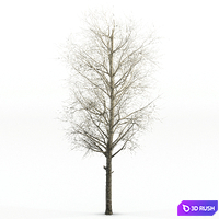 Poplar Siberian