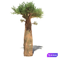 Madagaskar Baobab