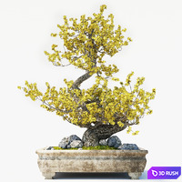 Bonsai