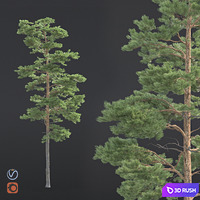 Pine