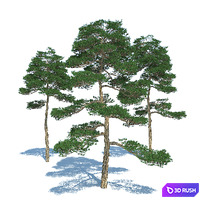 Pine tree - set 3