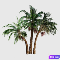 Palm trees