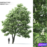 Chestnut 2