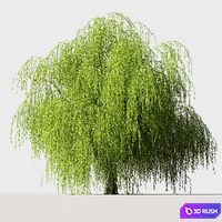 Tree Willow