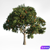 Peach tree 9