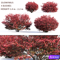 Euonymus